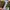 ZARA Casual Crop top Wanita green photo 5