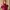 Jilbab Instan Maroon Elegan Full Payet & Mutiara photo 4