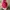Jilbab Instan Maroon Elegan Full Payet & Mutiara photo 5