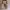 Hush Puppies Rare Canvas Totebag photo 1