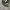 Converse Allstar Hi Black White photo 1