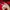 TRACKTOP ADIDAS FIREBIRD MERAH photo 5