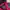 Jacket winter puffer tebal anak goose down pink eider gembul photo 2