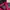 Jacket Winter Puffer Tebal Anak Goose Down Pink Eider Gembul