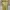 Kate Spade Dress Kuning Mini Lemon Preloved photo 1