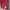 Tanktop Maroon photo 5