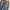 CELANA DENIM JEANS LEVIS 503 photo 3