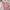 Jacket winter puffer anak the north face pink photo 7