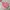 Jacket winter puffer anak the north face pink photo 5