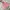 Jacket winter puffer anak the north face pink photo 1