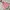 Jacket Winter Puffer Anak The North Face Pink