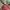 topi cap vondutch ripped pink size free adjustable y2k photo 1