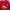 Adidas Y2K Sportswear Jersey Pria red photo 2