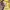 Champion Vintage Y2K Sweatshirt Pria yellow photo 5