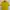Fred Perry Sportswear Casual Polo Shirt Pria Yellow