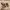 Birkenstock Casual Sportswear Sandals & slide Pria tan photo 4