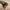 Birkenstock Casual Sportswear Sandals & slide Pria tan photo 6