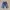 Levis 503 B Big E Selvedge size tag 32 fit 30 (potongan) photo 4