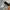 Adidas Camouflage Trefoil ©2018 tag by Official photo 4