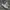 Vans authentic 44dx anaheim / OG cow print photo 1