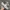 Vans authentic 44dx anaheim / OG cow print photo 2