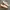 Vans Authentic Translucent Checkerboard Sole photo 1