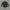Crocodile Sportswear Casual Polo shirt Pria black photo 1