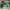 Nike Air Jordan 1 Retro High OG Lucky Green photo 1
