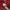 American Eagle Vintage Hoody Pria red photo 3
