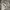 Dickies Casual Hoody Pria white green gray photo 7