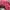 Streetwear Indie Hat Pria pink photo 6