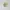 Asics MagicSpeed White Lime Green photo 5