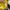 Stradivarius women top yellow crop lace photo 5
