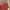 Tory Burch Bag Red