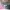 Jilbab Paris Mix 5in1