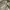 Dickies Streetwear Casual pants Pria khaki photo 7