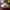 Nike Skater Sneakers Pria Burgundy White Black Yellow