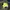 Windbreaker Reflective Neon 