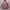 Hiroko Koshino Minimalist Hoody Pria pink photo 6