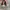 Vans Authentic  photo 5