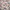 Miniskirt Floral Fairycore Coquette Cute Kawaii Vintage Y2k
