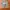 MLB Streetwear Futurist Short Pria tan photo 1