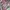 Tissu Cotton Shirts Pink Green Combination BANANA NEW YORK