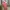 MANGO Halter Tanktop Pink Press Body