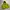 Kangol X H&M Boxy Puffer Jacket (Unisex)