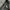 Black Day chino longpants mos green, Loose Fit photo 5