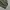 The Shinzone Tokyo JPN longpants olive green, Slim Straight  photo 8