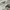 Adidas Vintage Skater Windbreaker Pria white photo 5