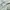 Adidas Sportswear Casual Fleece Pria green photo 4