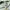 Adidas Sportswear Casual Fleece Pria green photo 3